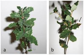 Image result for Quercus suber