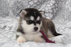 Check spelling or type a new query. Alaskan Malamute Puppies For Sale Under 300 Near Me Pets Lovers