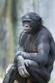 Seated Bonobo Weird Animals Bonobo Great Ape