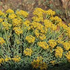 Image result for Gnidia goetzeana