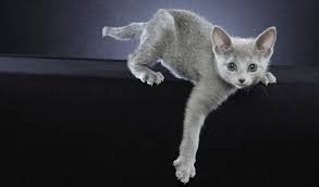 He probably does come from russia—his thick coat is surely that of a cat from colder climes—and he is considered a natural breed, meaning matushka nature created him, not the handiwork of humans. Russian Blue Nebelung Cat Breed Information