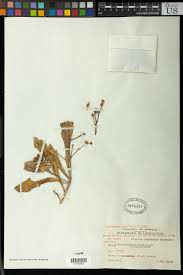 Image result for Synadenium angolense