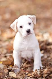 They can't wait to meet you! Adopted Stanley Is A Sweet Puppy Available For Adoption Through The Fayette Humane Society In Fayetteville Ga Fill Out An A Humane Society Adoption Fayette