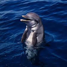 DOLPHIN Dream Interpretation | Dolphins Jumping in the Air | 195 Dolphin HD Wallpapers | HD Dolphins Wallpapers