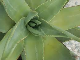 Image result for Aptosimum marlothii