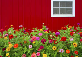 If You Re New To Gardening Start By Planting These 10 Plants Zinnia Flowers Red Flowers Garden Easy Plants To Grow