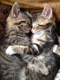 companionship and love 4th july 2016 we love cats and kittens sevimli hayvan yavrulari sevimli kedi yavrulari evcil hayvanlar