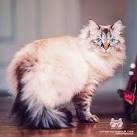 Male blue lynx point Siberian kitten Bailey | Seacliffe ...