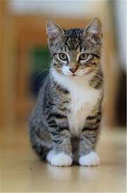 Calico cats have three colors: What Kind Of Cat Is A Tabby 30 Tabby Cat Photos Cats And Kittens Cute Cats Cats