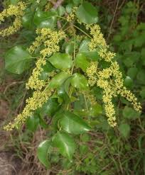 Image result for Kleinia schweinfurthii
