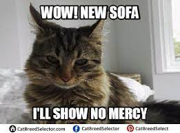 Cutest Cat Cat Memes Evil Cat Grumpy Cat