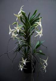 Image result for Angraecum distichum