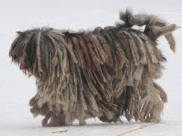 It was originally used as a herding dog. Pastore Bergamasco Foto Caratteristiche E Prezzo Della Razza