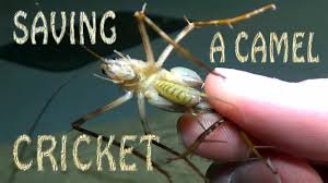They aren't dangerous, but they do eat fabric and can be a the sound of cricket chirping can be irritating, especially when you're trying to sleep, but you can't blame camel crickets (ceuthophilus spp.) for the. Making Friends With Insects Saving A Camel Or Cave Cricket From Dying By Giving It Water By Hand Youtube