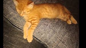 Bildergebnis für rote Katzen