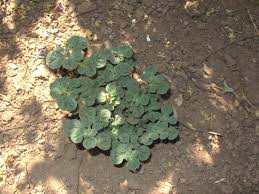 Image result for Glinus