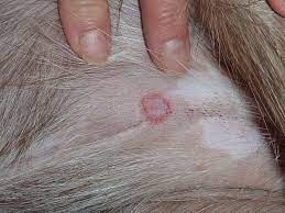 Kurap dapat menular dari hewan ke manusia, dan membuat keduanya sangat sakit. Miracat Anti Fungal Treatment For Cat 6 Cara Hilangkan Kurap Pada Kucing