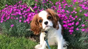 It is playful and amusing, and it comes in various colors. Cavalier King Charles Spaniel Club