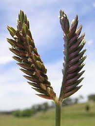 Image result for Tristachya