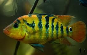 Festae Aquarium Fish Cichlids Fish Pet