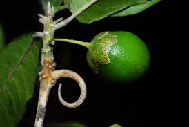 Image result for Hugonia platysepala