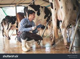 473,071 imágenes de Ordeñando una vaca - Imágenes, fotos y vectores de  stock | Shutterstock
