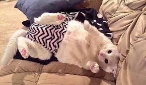 You'll get plenty of chances to diaper your newborn baby! Best 5 Cat Diapers Plus How To Guide Cat Cave Co