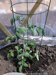 This year i have found a way to manage down tomato fungal diseases and they should continue to. To Prune Or Not To Prune Tomato Plants Northern Homestead