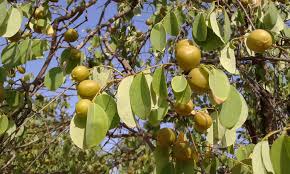 Image result for Cleistanthus polystachyus