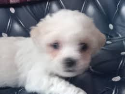 Cavalier King Charles retailers Spaniel latest