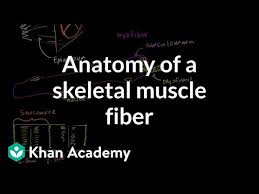 Actin thin filaments being drawn together by myosin thick filaments. Anatomy Of A Skeletal Muscle Fiber Video Khan Academy