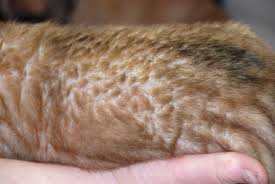 Image result for what do Cheyletiella look like in dog fur