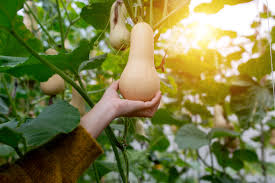 Summer squash varieties such as yellow straightneck, zucchini, and scallop are harvested all summer until early fall. Butternut Squash Growing Guide Plant Care Tips