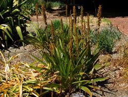 Image result for Wachendorfia