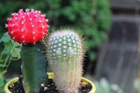 I've been taking care of a ruby ball cactus. The Ruby Ball Cactus Is Usually A Bright Red Gymnocalycium Mihanovichii Grafted Onto A Green Columnar Cactus Ferocactus Pilosus Cactus Ruby Ball Cactus Cactus Plants