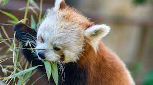 What's so cute about giant pandas anyway? Watch Red Panda Getting Treat From Puzzle Feeder Is Too Cute To Handle Ndtv Food