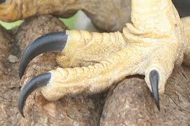 Bald eagle and bird of prey cams. Explore Raptors Page The Peregrine Fund