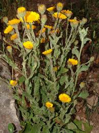 Image result for Pasaccardoa grantii