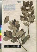 Image result for Psorospermum febrifugum