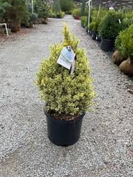 Image result for Buxus