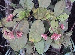 Image result for Ixora phellopus