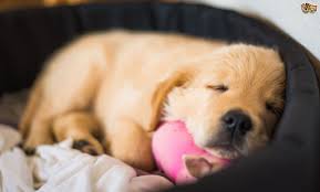 Sleeping through the entire night ensures healthy growth of the baby. How Much Sleep Do Puppies Actually Need Pets4homes