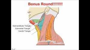 Advertisements help pay for this website. Neck Muscles Anatomy Study Aid And Quiz Youtube