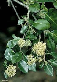 Image result for Pisonia