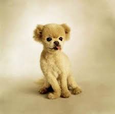 Long Ago Before Stars Like Lil Bub And Boo Were On The Scene A Different Kind Of Animal Reigned Cute Dogs Cute Little Animals Cute Animals