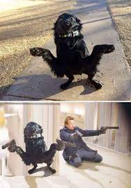 See more ideas about animals, animal mashups, photoshopped animals. Funny Photoshopped Animals Small Dump Album On Imgur