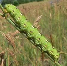 Black And Red Striped Fuzzy Caterpillar Bug Life Cycles Blog Archive White Lined Sphinx Moth Hyles Lineata Moth Caterpillar Sphinx Moth Caterpillar Sphinx