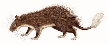 The north american porcupine is the only species that lives in the u.s. Adw Atherurus Macrourus Information