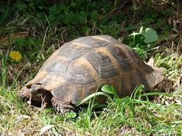 Elevage De Tortue De Terre Tortue Terrestre Tortue Tortue De Terre