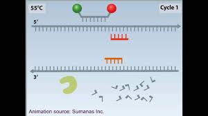 Rt pcr is employed when the starting material of the sample is rna. Rtpcr Animation Youtube